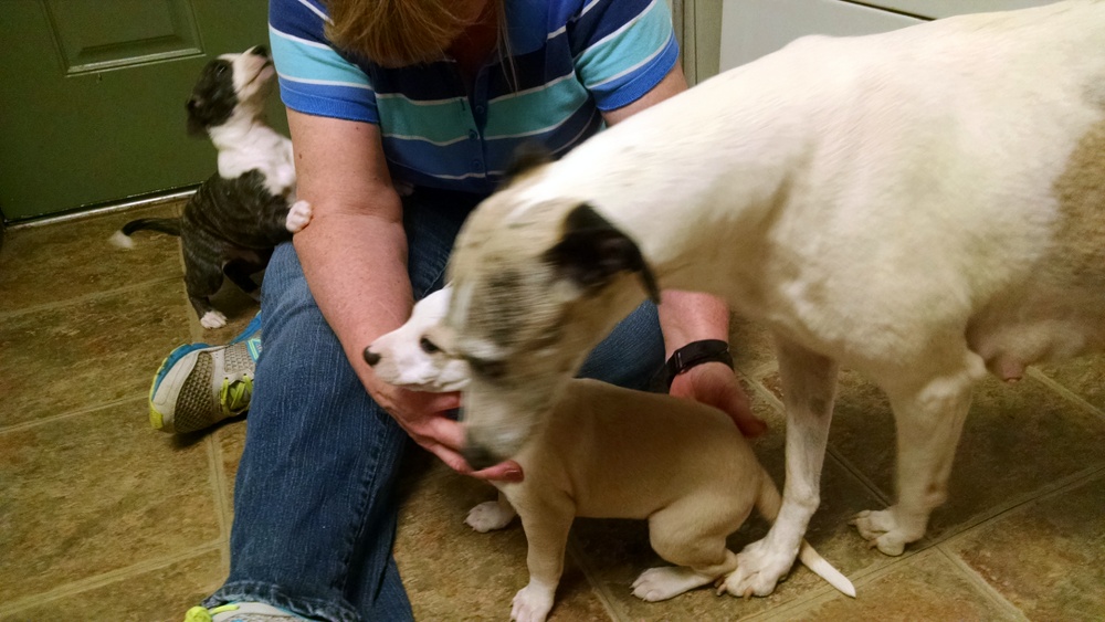 Mags wants in on the pictures!