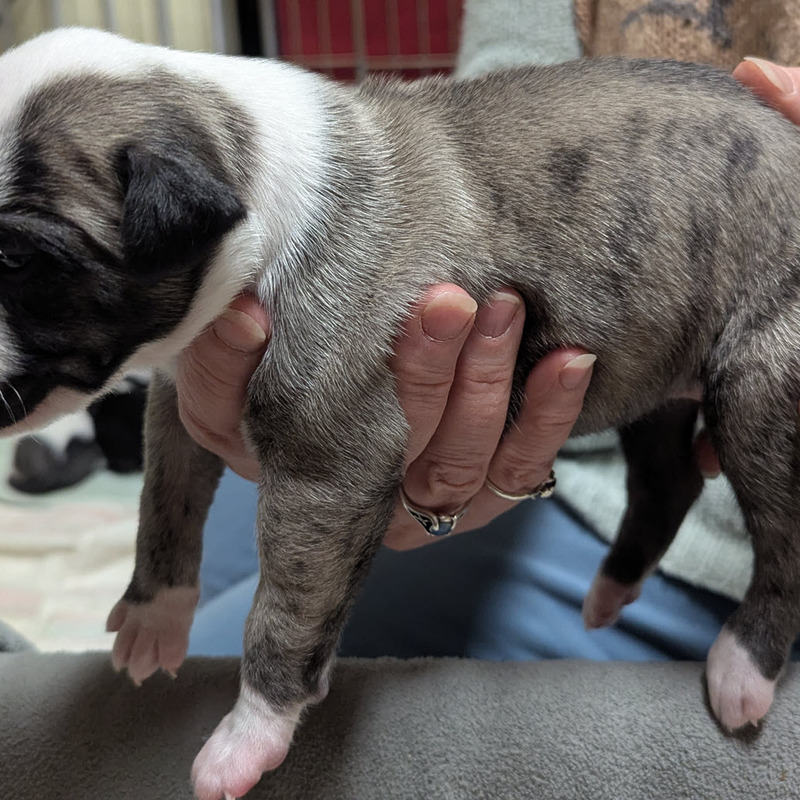 Puppy 9 - Girl - Pyewacket