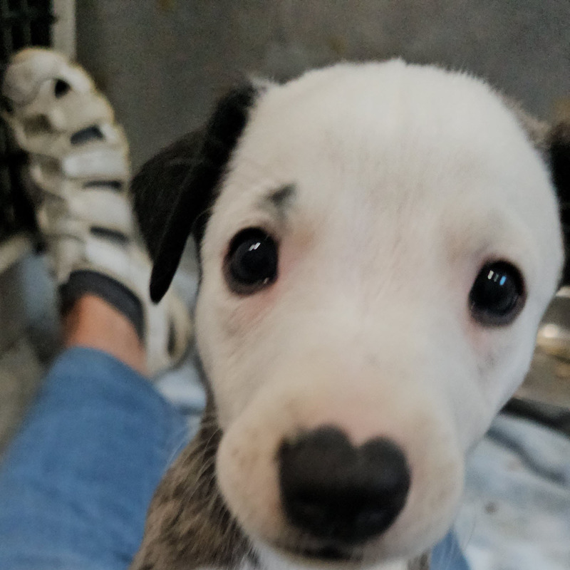 Puppy 9 - Girl - Pyewacket